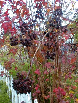 Seed pods in autumn