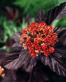 Ninebark seeds