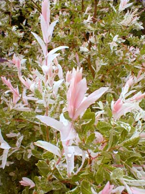 Nishiki Willow's Pink Leaves