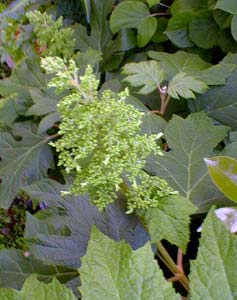 Oakleaf Hydrangea