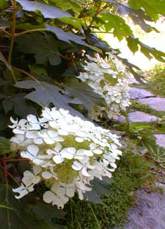 Oakleaf Hydrangea