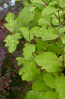 Honeysuckle