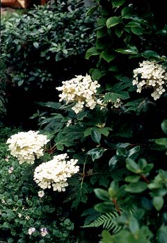 Oakleaf Hydrangea