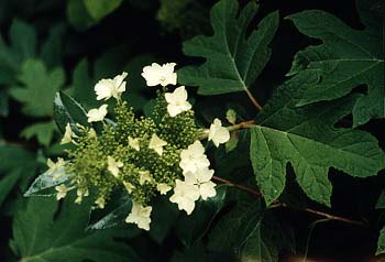 Oakleaf Hydrangea