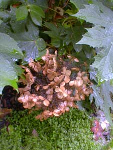 Oakleaf Hydrangea