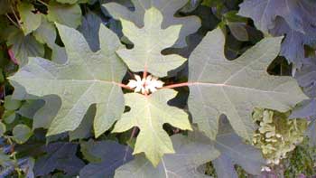 Oakleaf Hydrangea