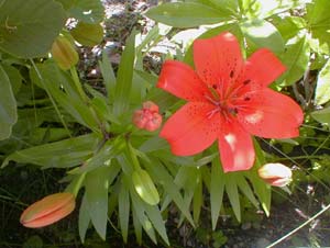 Dwarf Lily