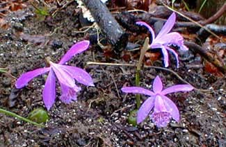 Terrestrial Orchid