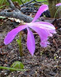 Terrestrial Orchid