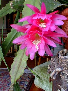 Orchid Cactus