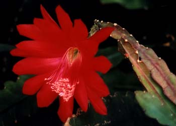 July Orchid Cactus