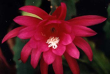 May Orchid Cactus