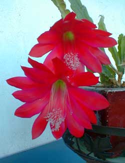 July Orchid Cactus
