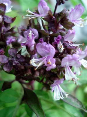 Thai Basil