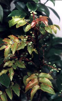 Oregon Grape