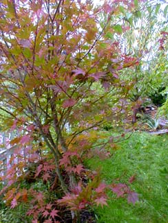 Japanese Maple