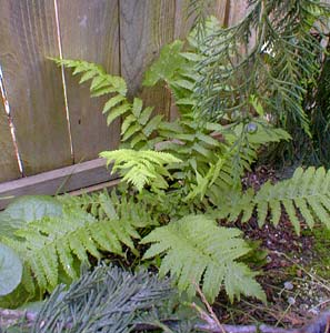 Ostritch Fern