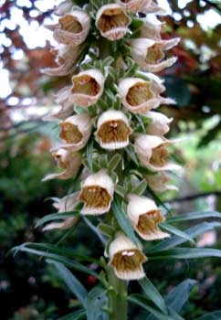 Rusty Foxglove