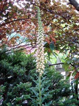 Rusty Foxglove