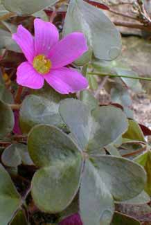 Oregon Oxalis