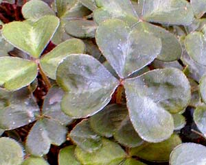 Oregon Oxalis