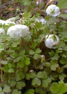 Dwarf Oxalis