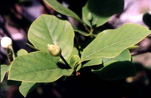 Green Bud on Oyama