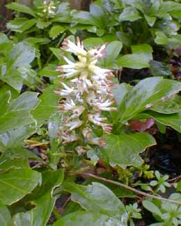 Pachysandra