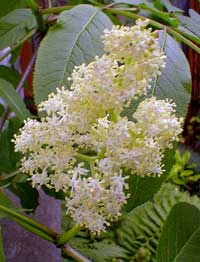 Pacific Elderberry Bloom