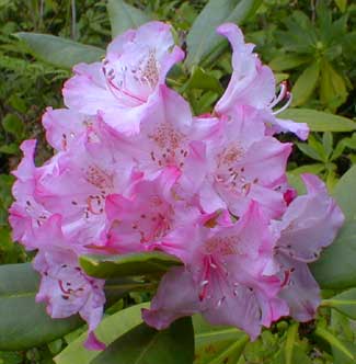 Pacific Rhododendron