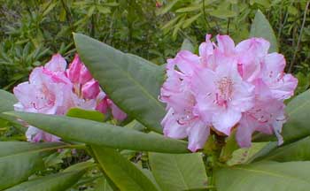 Pacific Rhododendron