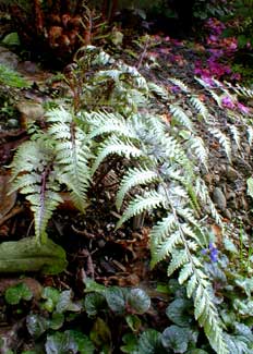 Painted Fern