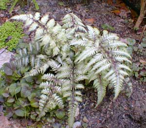 Painted Fern