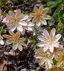 Orange Lewisia