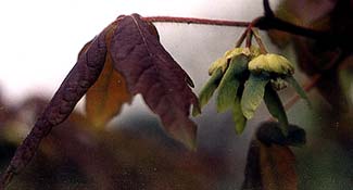 Paperbark seeds