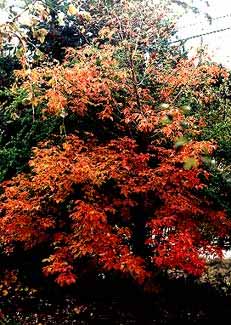 Paperbark Maple