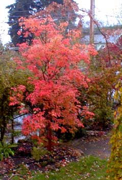 Paperbark Maple