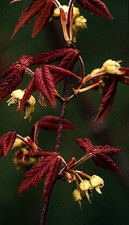 Paperbark flowers