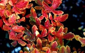 Paperbark Maple