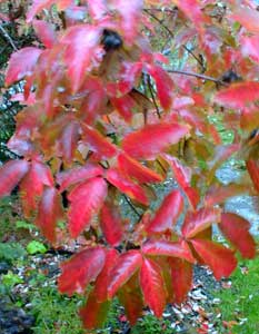 Paperbark Leaves