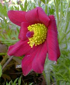 Pasqueflower