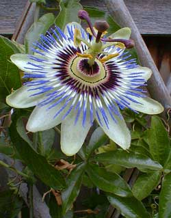 Passiflora