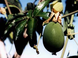 Passiflora fruit