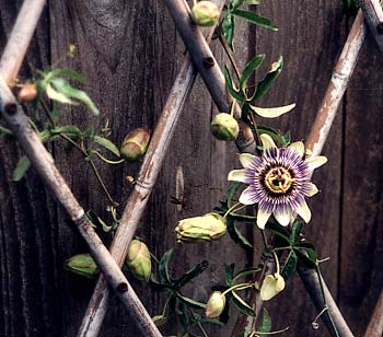 Passiflora