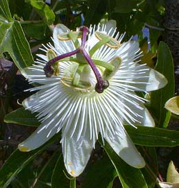 Passiflora flower sans purple corolla