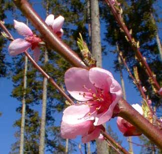 Peach blossoms