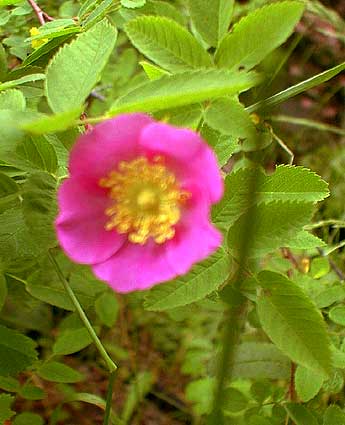 Swamp Rose