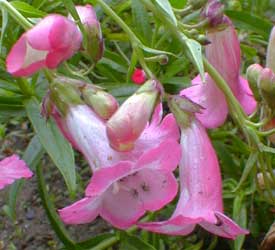 Penstemon