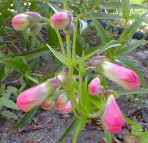 Penstemon