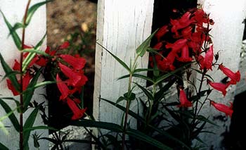 Garnet Penstemon